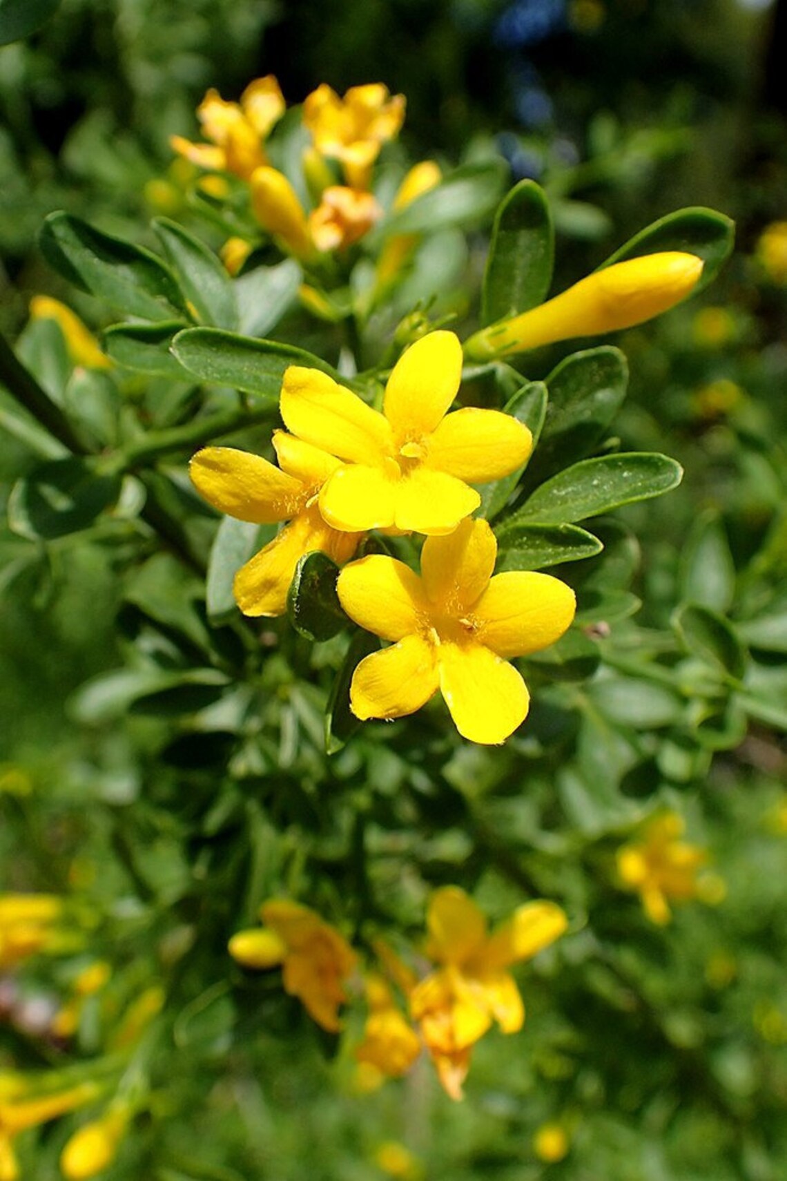 Yellow Jasmine 50pcs gift seeds with love / Wild Jasmine Etsy