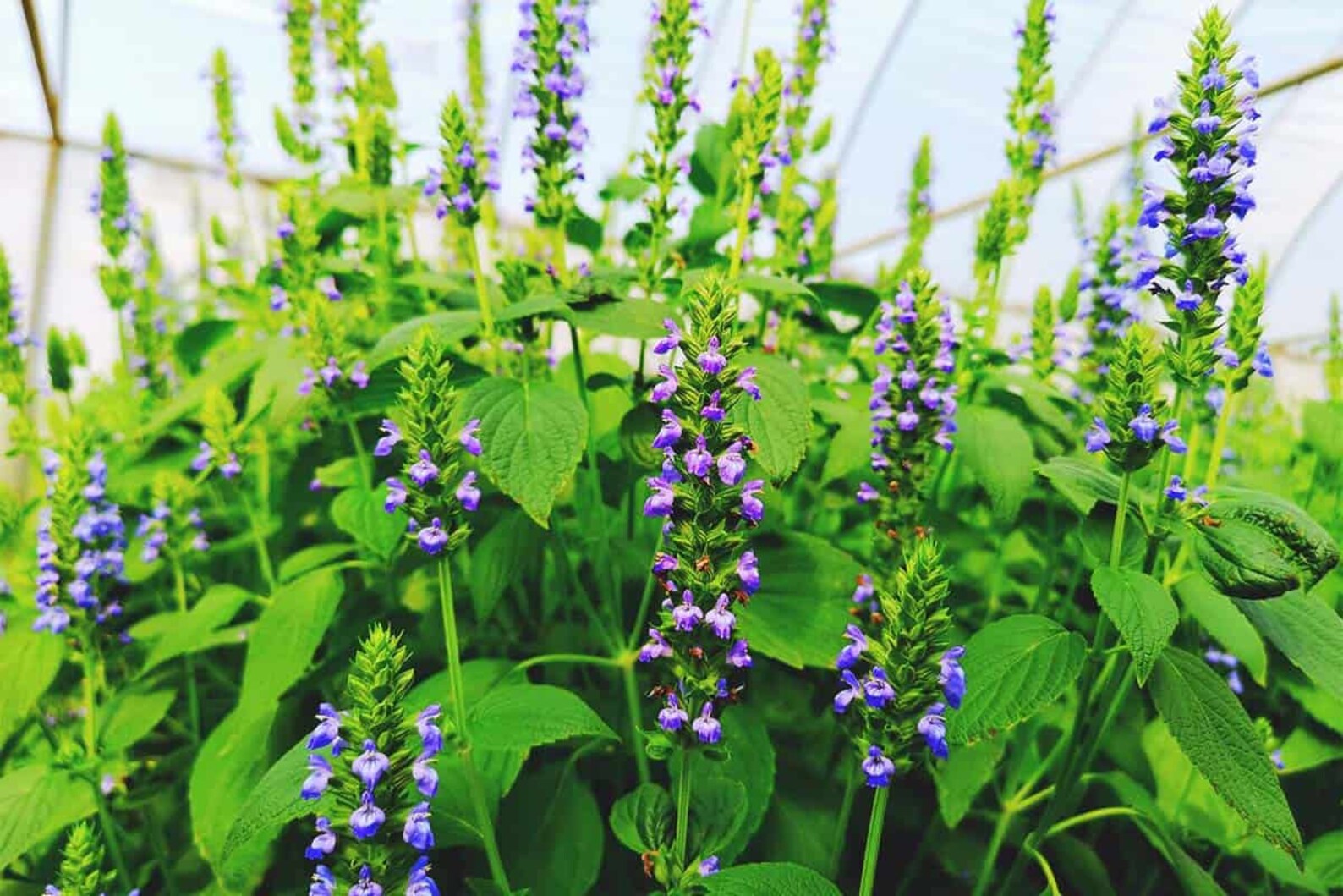 CHIA SEEDS 350 1500pcs gift with love / Hispanica Flower Etsy