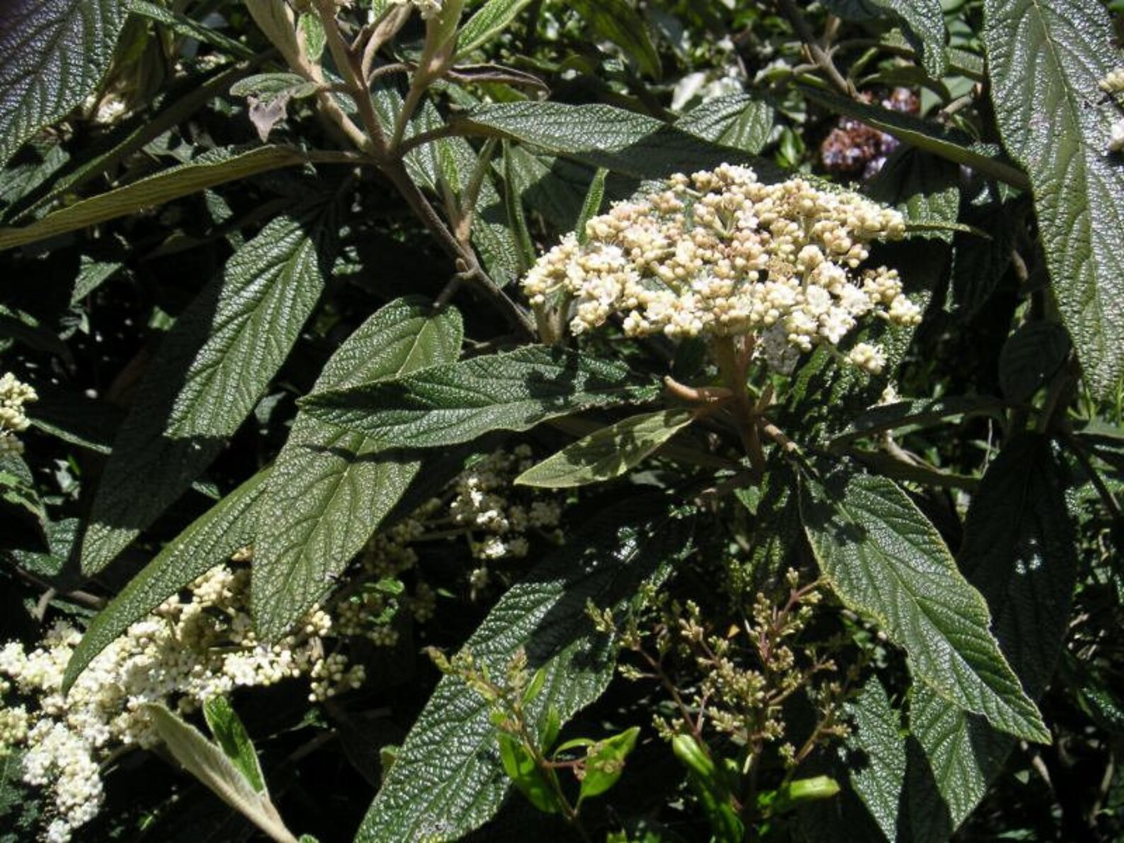 Leatherleaf Viburnum 9pcs gift seeds with love / Viburnum Etsy
