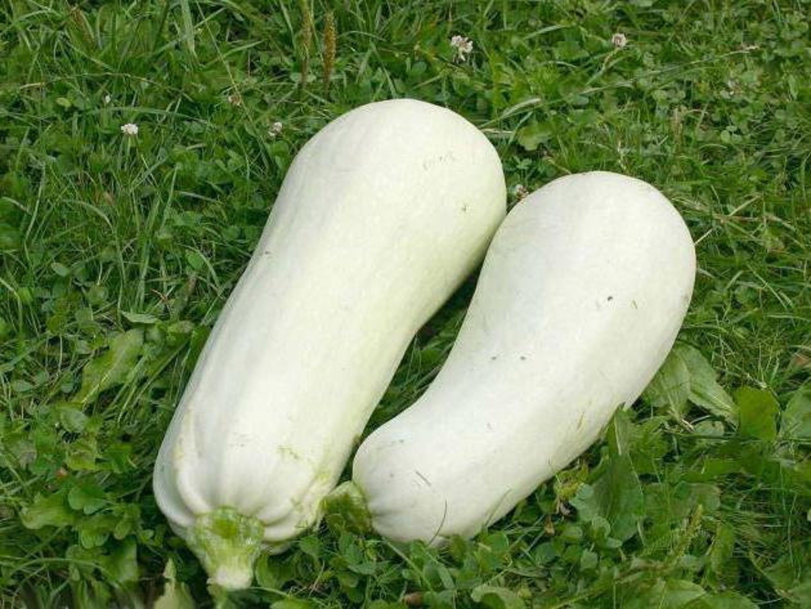 SQUASH WHITE 36pcs free seeds with love / Zuccini Etsy
