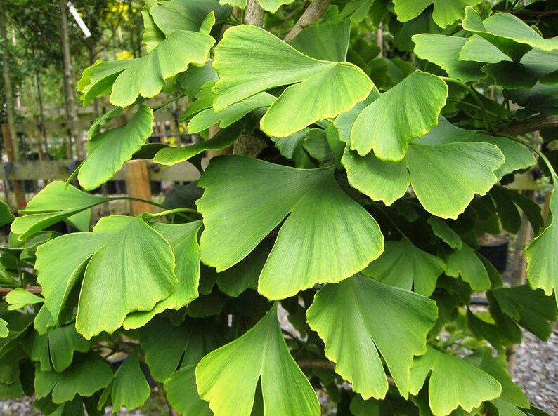 Para qué es bueno el ginkgo biloba