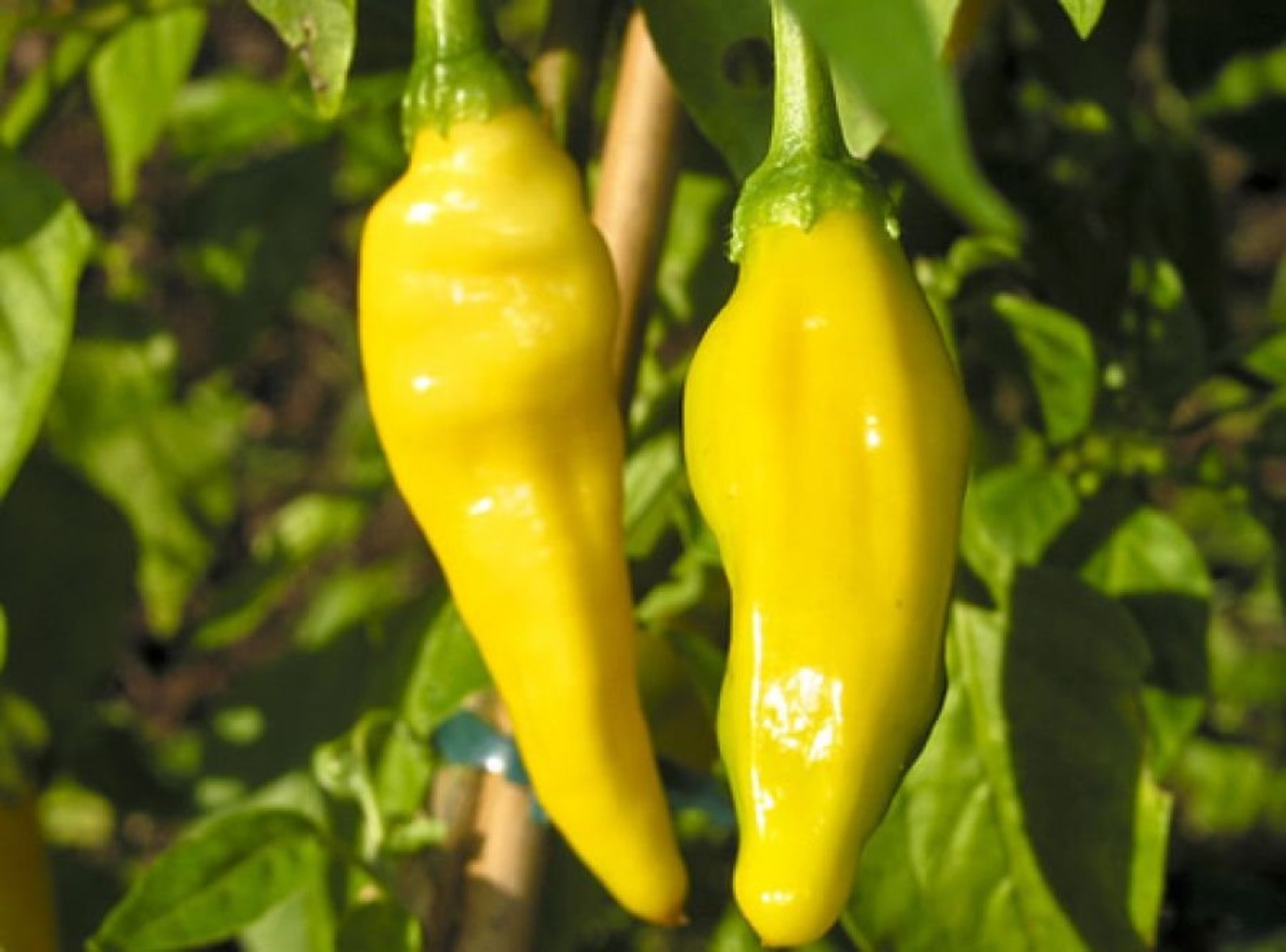 Lemon Drop Pepper 5pcs gift with love / Capsicum baccatum Etsy