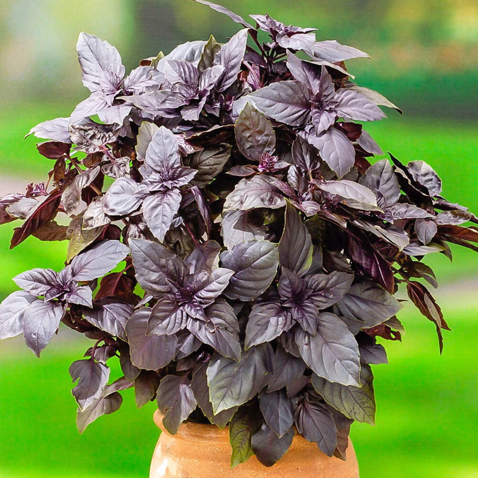 BASIL RED RUBIN 200pcs gift seeds / Red Basil Dark Opal Etsy