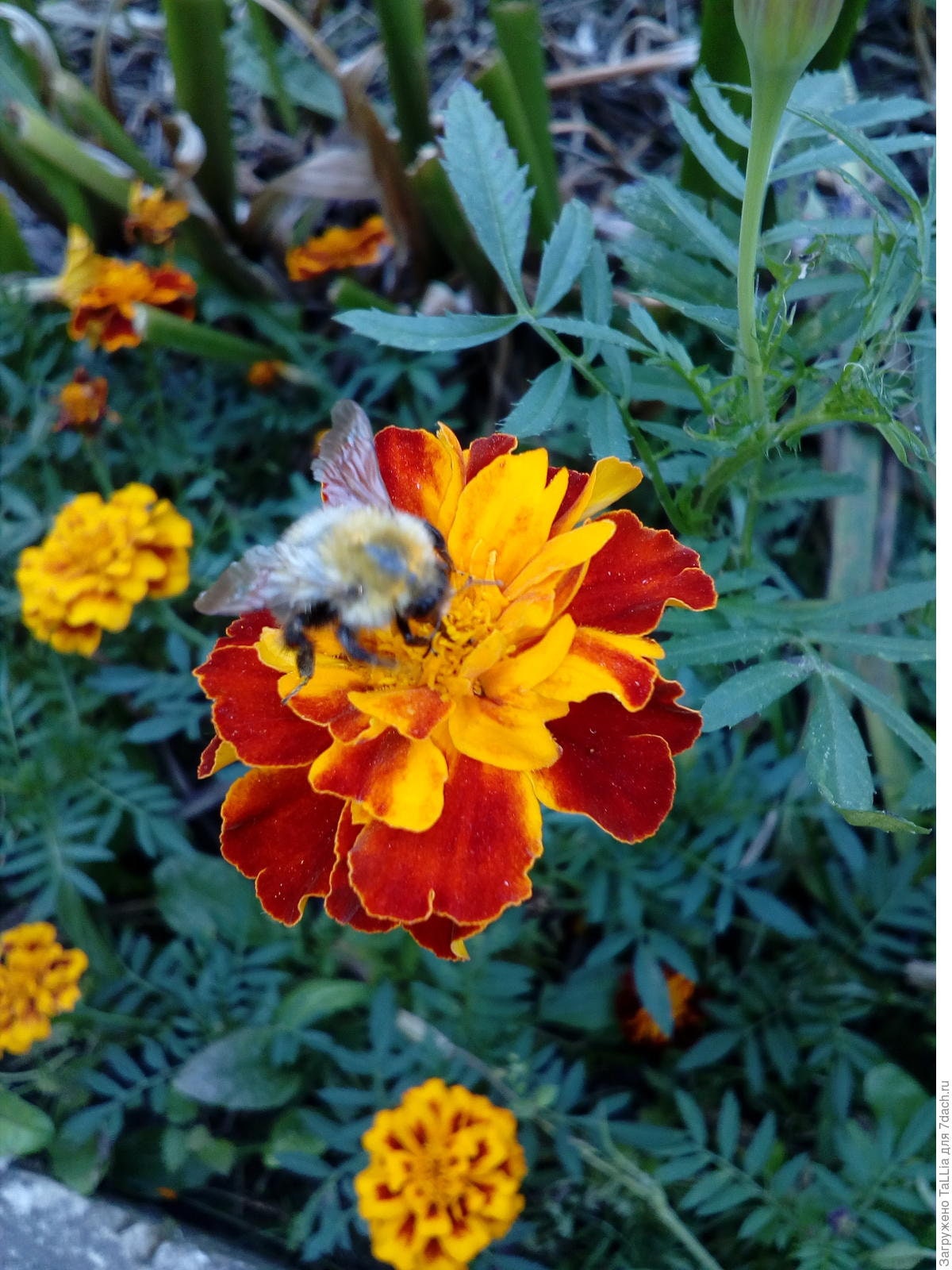 Dwarf Marigold 150pcs gift with love / French Marigold Etsy