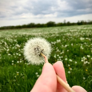 Dandelion - Digital Download