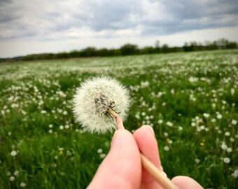 Dandelion - Digital Download