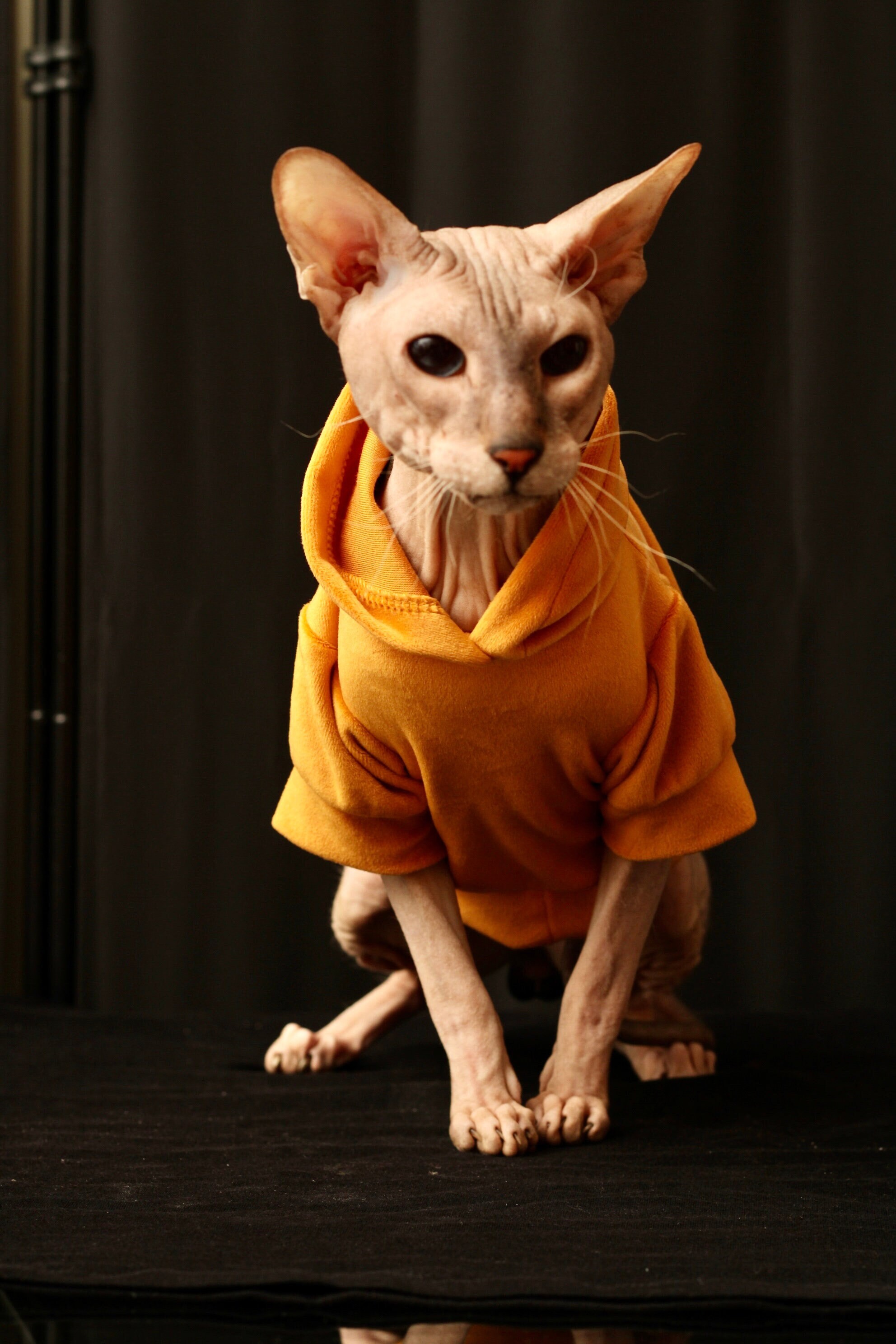 Designer Cat Sweater  LV Sweater for Sphynx, Designer Sweater