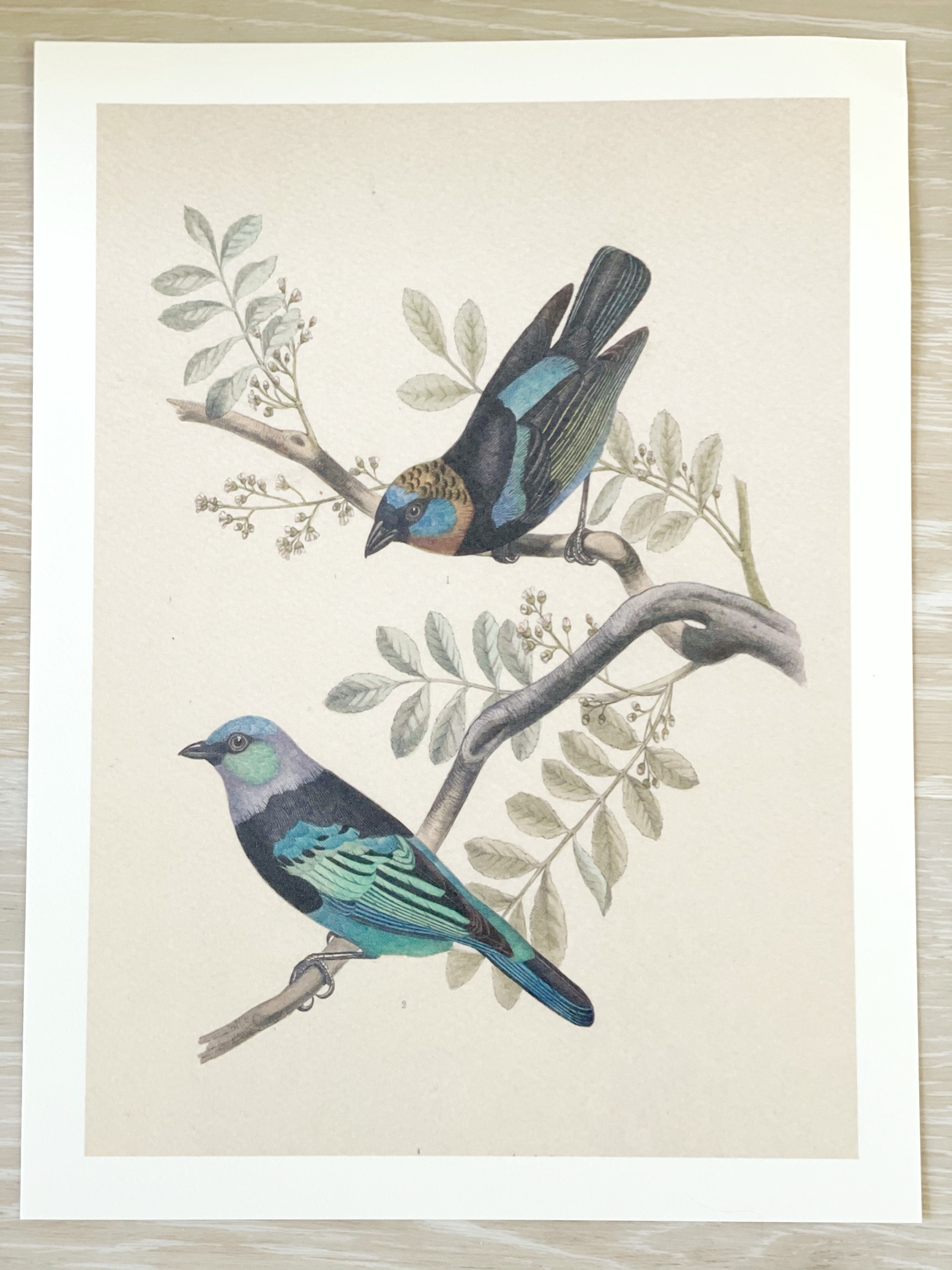 Botanical Wall Art Prints Wall Decors Wall Hangings Floral | Etsy