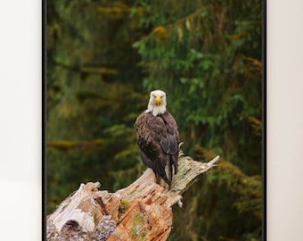 Bald Eagle | Alaska Photography | Wildlife Photography Wall Art - Digital Download