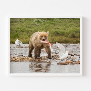 Katmai Coastal Brown Bear with Salmon Alaska Photography Nature Art Photo Print Wall Art image 1