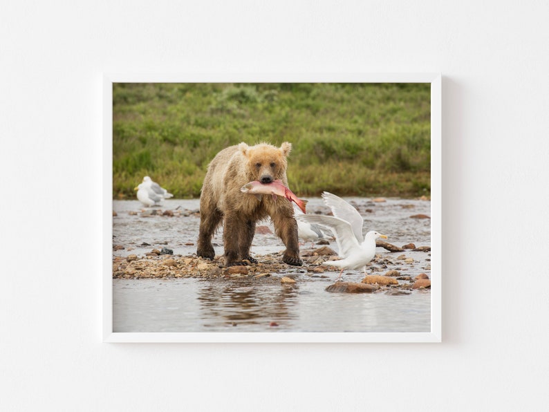 Katmai Coastal Brown Bear with Salmon Alaska Photography Nature Art Photo Print Wall Art image 1