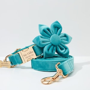 May include: Teal blue velvet dog collar and leash set with a gold buckle and a matching flower charm. The collar has a gold tag that reads "Sir Odin 08-06-24 07700064252".