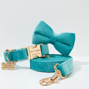 May include: Teal blue velvet dog collar and leash set with a gold buckle and matching bow tie. The collar has a gold tag that reads "Sir Odin 08-06-24".