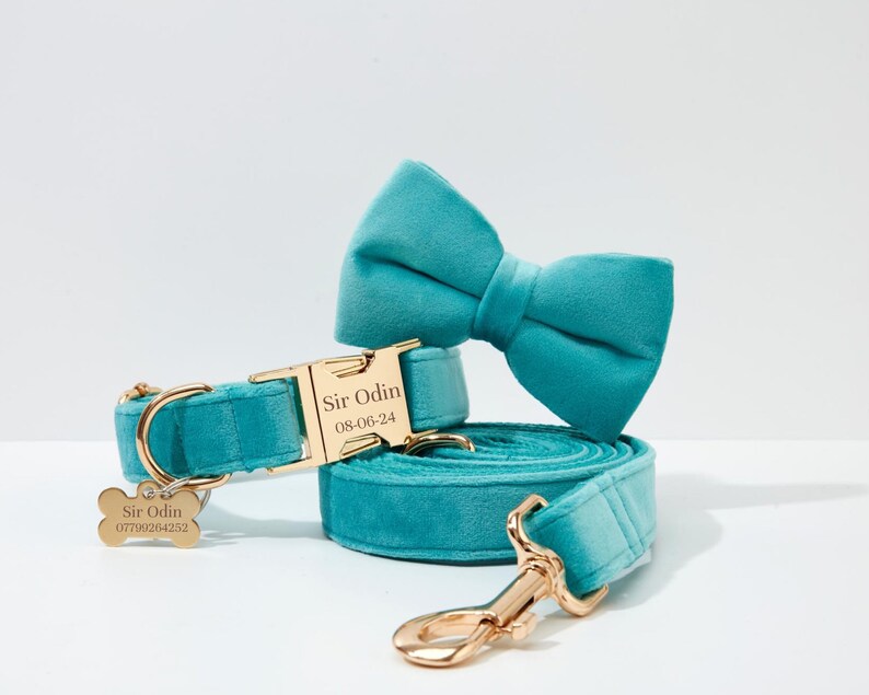 May include: Teal blue velvet dog collar and leash set with a gold buckle and matching bow tie. The collar has a gold tag that reads "Sir Odin 08-06-24".
