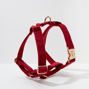 May include: A red velvet dog harness with gold hardware and the name "Evie" engraved on the buckle.