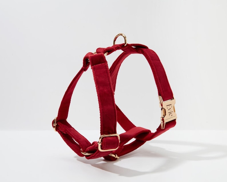 May include: A red velvet dog harness with gold hardware and the name "Evie" engraved on the buckle.