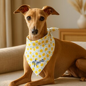 May include: A brown dog wearing a white and yellow lemon-patterned bandana with the name "Nova" embroidered in blue. The dog is sitting on a beige couch, with a neutral background.