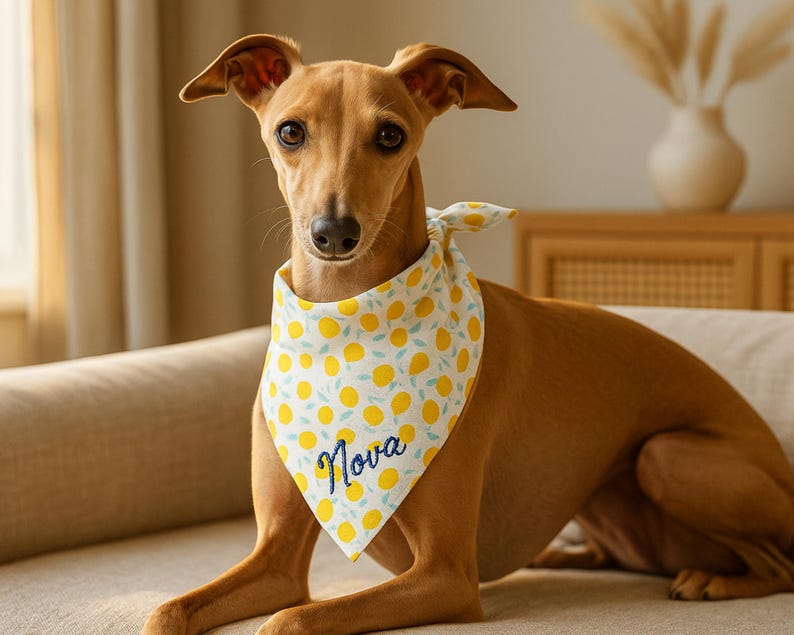 May include: A brown dog wearing a white and yellow lemon-patterned bandana with the name "Nova" embroidered in blue. The dog is sitting on a beige couch, with a neutral background.