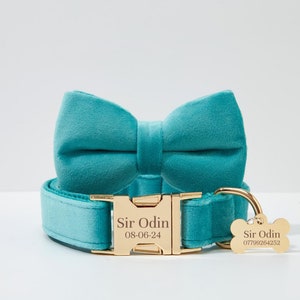 May include: A turquoise blue velvet dog collar with a gold buckle and matching bow tie. The collar has the name "Sir Odin" and the date "08-06-24" engraved on the buckle. The matching tag has the name "Sir Odin" and a phone number.