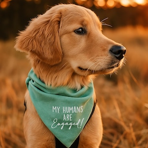 Puede incluir: Un perro golden retriever con un pa&ntilde;uelo turquesa con el texto "MY HUMANS ARE Engaged!" en escritura blanca. El perro est&aacute; al aire libre en un campo de hierba alta, con una c&aacute;lida puesta de sol al fondo.