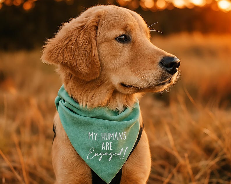 Puede incluir: Un perro golden retriever con un pa&ntilde;uelo turquesa con el texto "MY HUMANS ARE Engaged!" en escritura blanca. El perro est&aacute; al aire libre en un campo de hierba alta, con una c&aacute;lida puesta de sol al fondo.