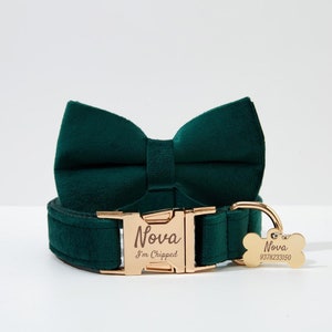 May include: A green velvet dog collar with a gold buckle and a matching bow tie. The buckle is engraved with the name "Nova" and the text "I'm Chipped". A gold bone-shaped tag with the name "Nova" and a phone number is attached to the collar.