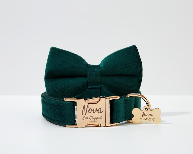 May include: A green velvet dog collar with a gold buckle and a matching bow tie. The buckle is engraved with the name "Nova" and the text "I'm Chipped". A gold bone-shaped tag with the name "Nova" and a phone number is attached to the collar.