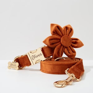 May include: A brown velvet dog collar and lead set with a gold buckle and a matching flower charm. The collar has a gold tag with the name "Oliver" engraved on it.