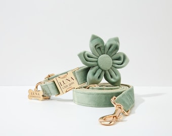 Sage Green Velvet Dog Collar, Leash and Flower Set, Personalized Puppy Gift
