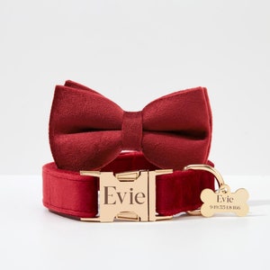 May include: Burgundy velvet dog collar with a gold buckle and matching bow tie. The collar has the name "Evie" engraved on the buckle. A gold bone-shaped tag with the name "Evie" and a phone number is attached to the collar.