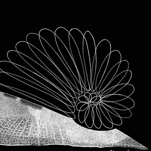May include: A black and white digital illustration featuring a series of white, overlapping elliptical lines forming a fan-like, circular pattern. Below this, a textured, white, leaf-like shape with a vein pattern is visible. The artist name Juliana Favorschi is printed in white in the bottom right corner.