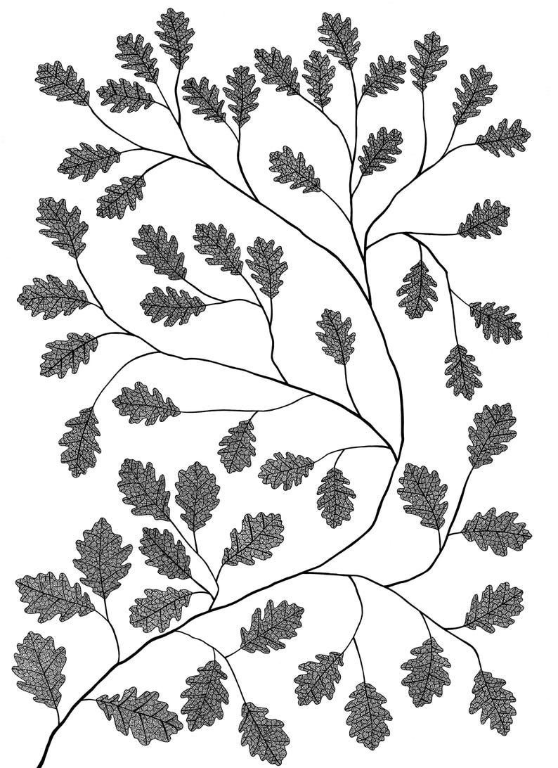 Pu&ograve; includere: Un'illustrazione grafica in bianco e nero che presenta una rete di rami sottili e curvi adornati con numerose foglie di quercia dettagliate. Ogni foglia mostra una struttura venosa visibile e complessa su uno sfondo bianco.