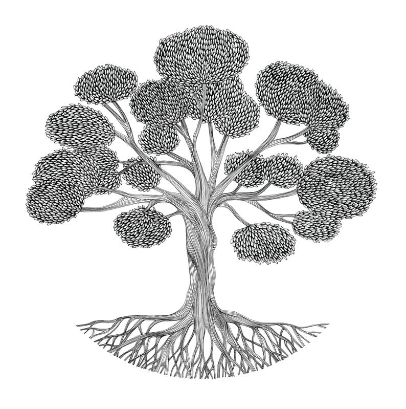 May include: A black and white line art illustration of a tree with a thick, twisted trunk and expansive, spreading roots. The canopy is composed of numerous rounded clusters of leaves, each rendered with fine, detailed strokes and textures.