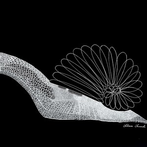 May include: A white line art illustration of a snail against a solid black background. The snail body features a detailed cross-hatched texture, while the shell is composed of repeating, overlapping white petal-like loops. Signed Juliana Tamechi.
