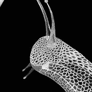 May include: A high-contrast black and white stippled illustration of a snail head. The artwork uses dense dot patterns to define the textured skin, two long upper tentacles with rounded tips, and two shorter lower tentacles against a black background.