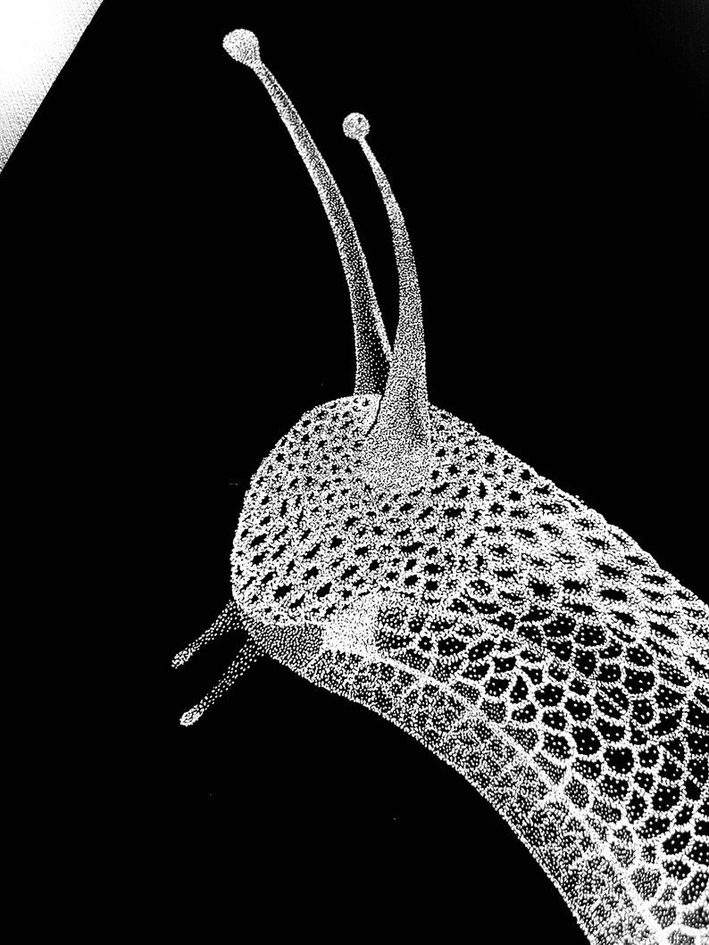 May include: A high-contrast black and white stippled illustration of a snail head. The artwork uses dense dot patterns to define the textured skin, two long upper tentacles with rounded tips, and two shorter lower tentacles against a black background.