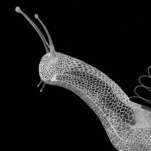 May include: A high-contrast black and white illustration of a snail. The snail features a detailed, textured body with a visible scale-like pattern and two long, slender tentacles extending upwards. A portion of a spiral shell is visible on the right.