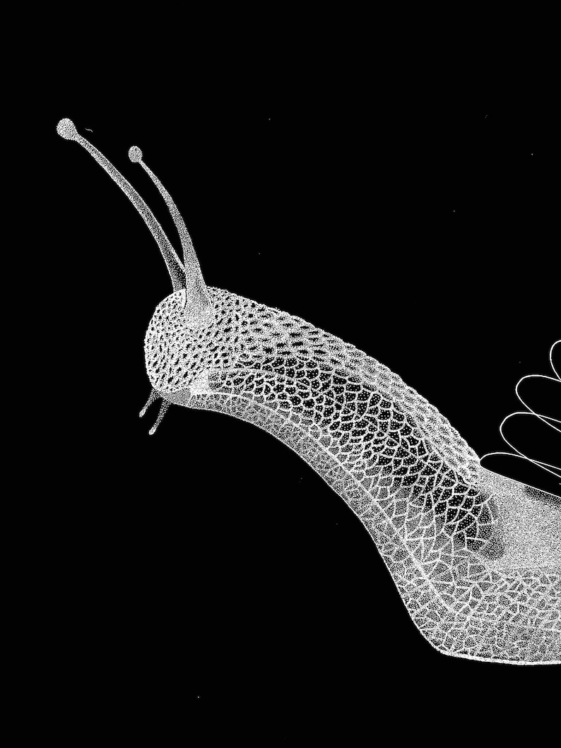 May include: A high-contrast black and white illustration of a snail. The snail features a detailed, textured body with a visible scale-like pattern and two long, slender tentacles extending upwards. A portion of a spiral shell is visible on the right.
