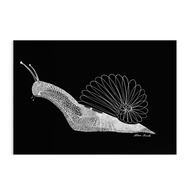 May include: A white line art illustration of a snail against a solid black background. The snail body features a detailed cross-hatched texture, while the shell is composed of repeating, overlapping circular loops. A signature is visible at the bottom.