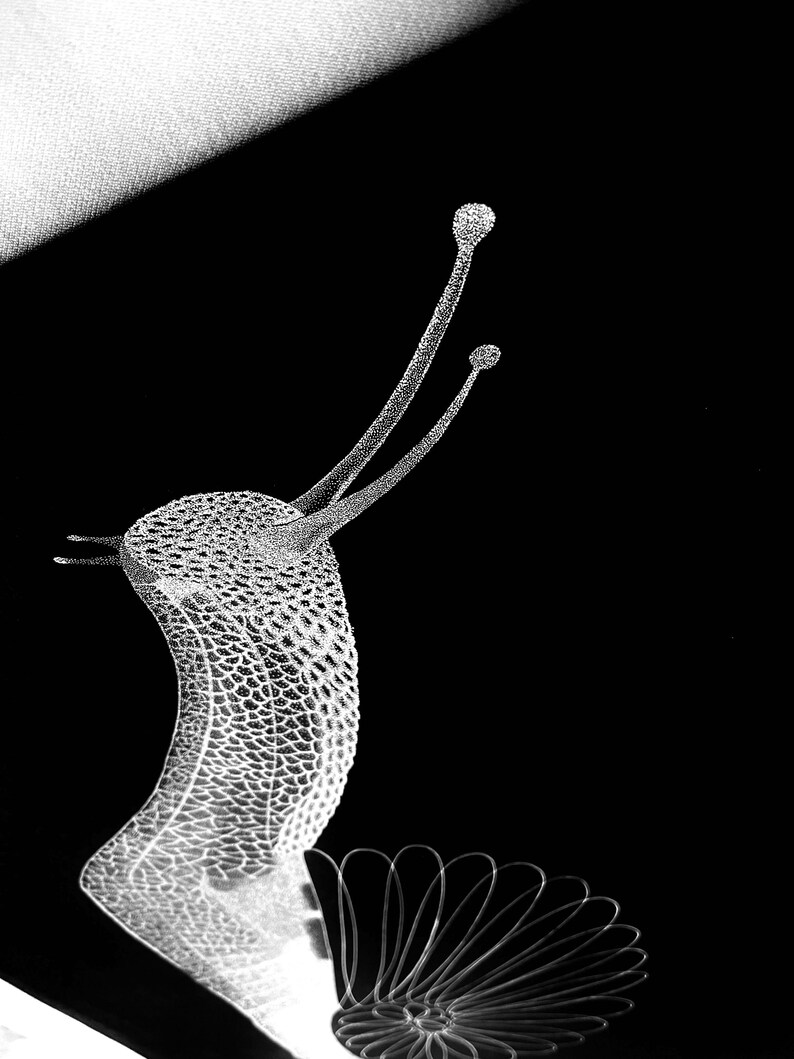 May include: A high-contrast, black and white graphic illustration of a snail. The snail's body features a detailed, textured, scale-like pattern, while its shell is depicted with a series of delicate, radiating, thin white lines.