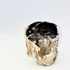 May include: A fossilized piece of petrified wood with a dark brown center and a white, rough exterior.