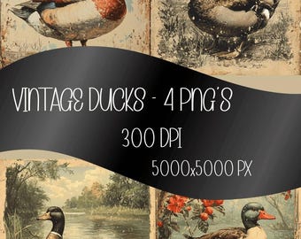 Vintage Ducks in an outdoor setting, cute ducks - 4 PNG's - 300 DPI 5000x5000