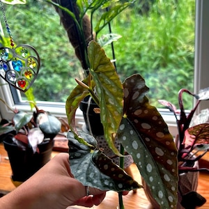 Spotted Begonia Maculata rooted cuttings