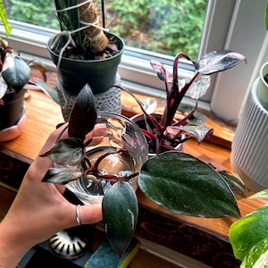 Philodendron Pink Princess top cutting