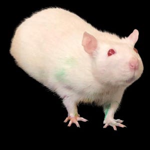 Rat paintings