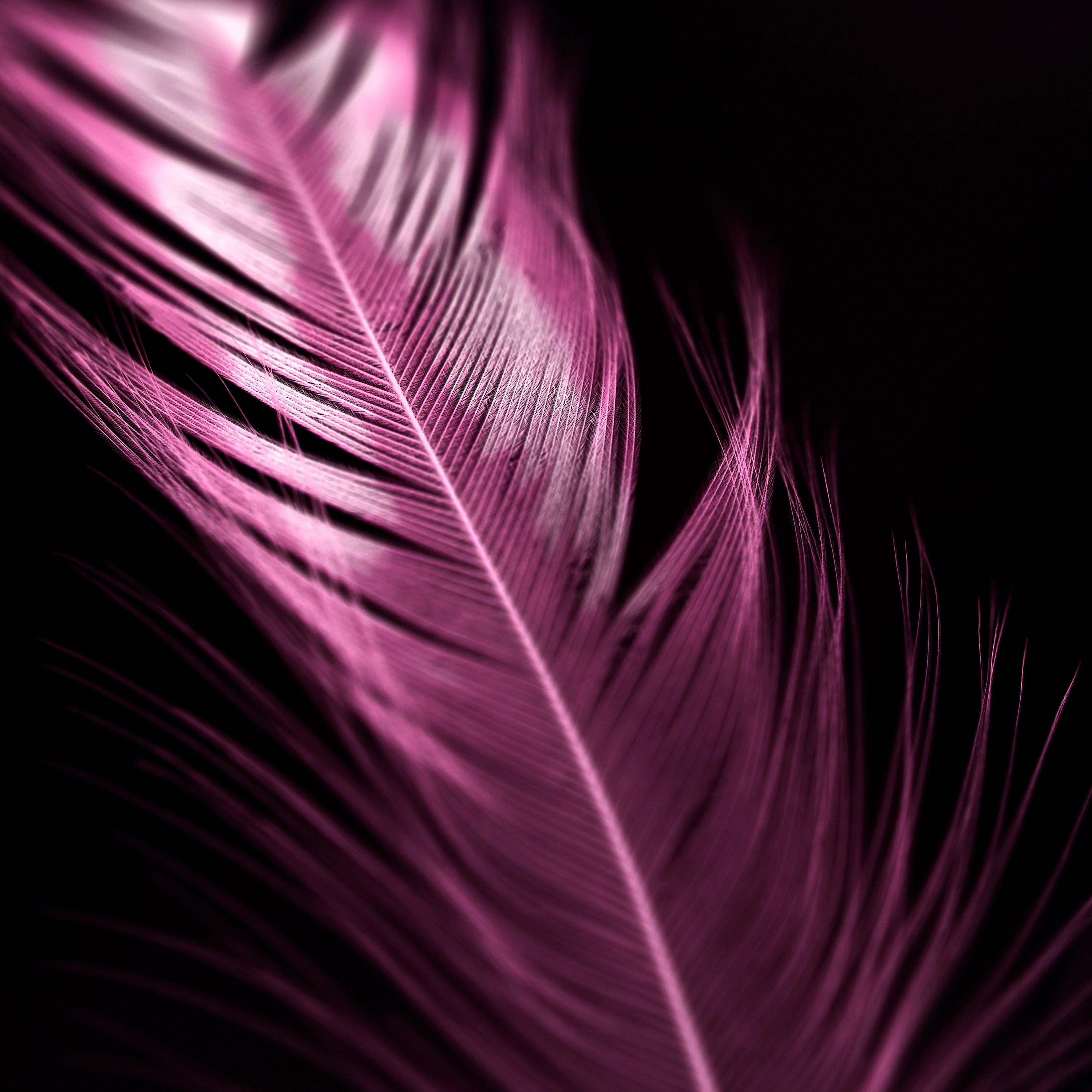 Feather Art 3 Images/feathers/feather wall art/purple/boho Etsy