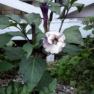 Datura, Double Purple- Seed - Annual - Flower