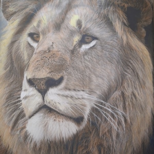 Lion Portrait