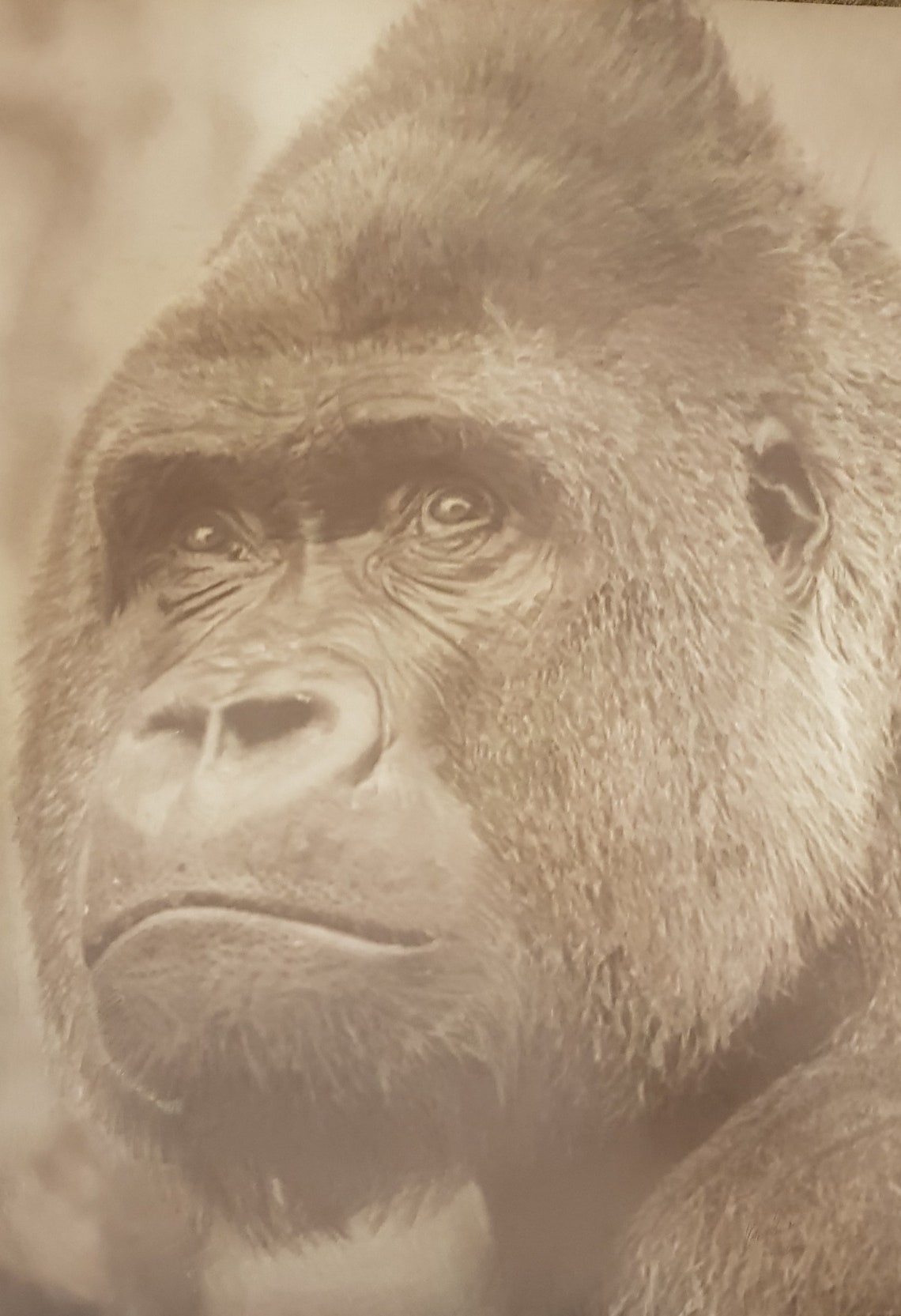 Huge Portrait of Silverback Alpha Male Gorilla - Etsy