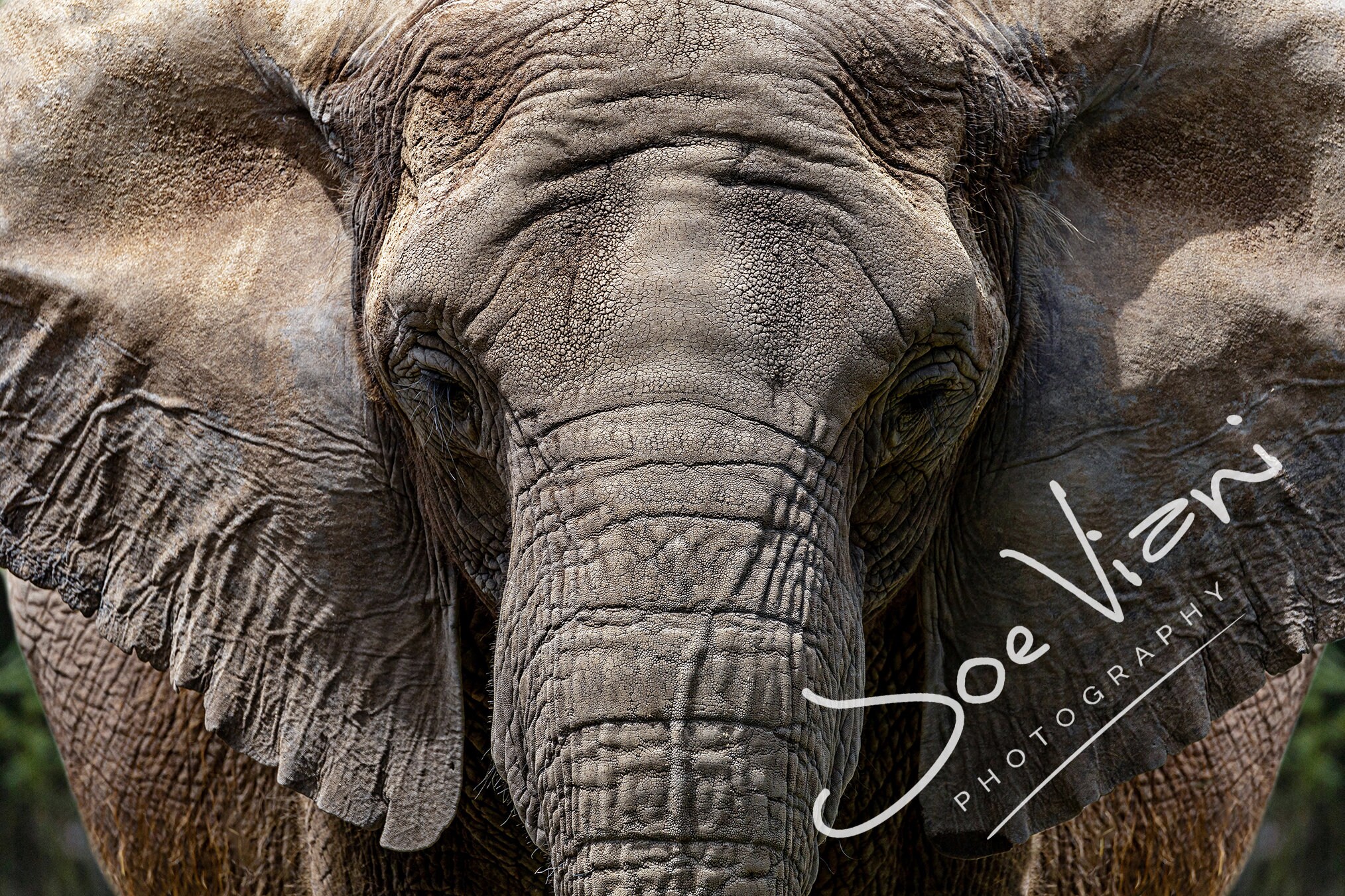Elephant Fine Art Photography Digital Download Photo Print Etsy